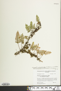 Pleopeltis polypodioides image