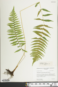 Parathelypteris simulata image