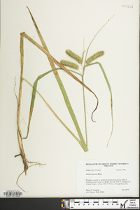 Carex comosa image