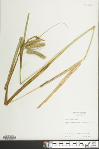 Carex comosa image