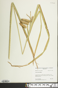 Carex comosa image