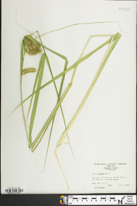 Carex comosa image