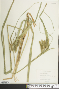 Carex comosa image