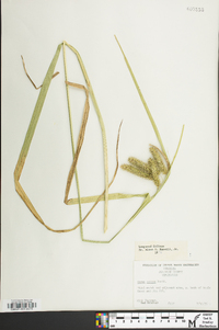 Carex comosa image