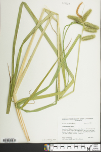 Carex comosa image