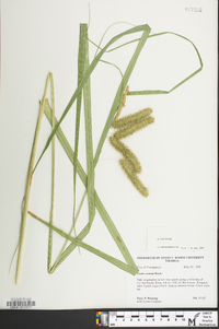 Carex comosa image