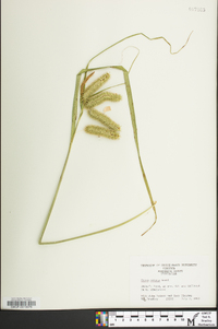 Carex comosa image