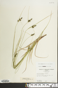 Carex complanata image