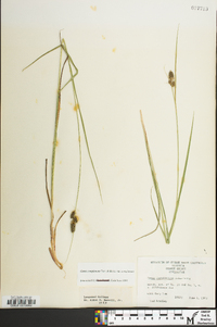 Carex complanata image