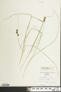 Carex complanata image