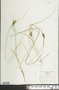 Carex complanata image