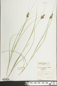 Carex complanata image