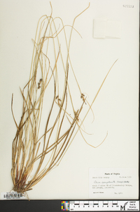 Carex complanata image