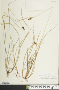 Carex complanata image