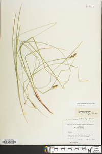 Carex complanata image