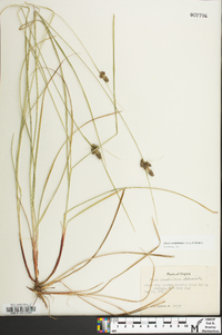 Carex complanata image