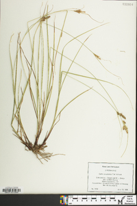 Carex complanata image