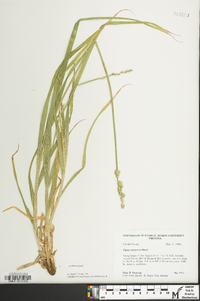 Carex conjuncta image