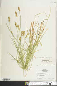 Carex contigua image