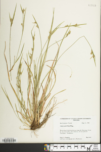 Carex crebriflora image