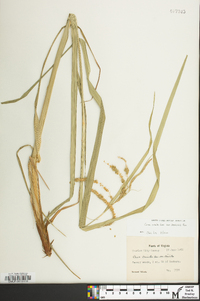 Carex crinita var. brevicrinis image