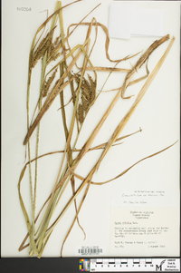 Carex crinita var. brevicrinis image