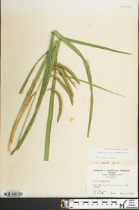 Carex crinita var. brevicrinis image