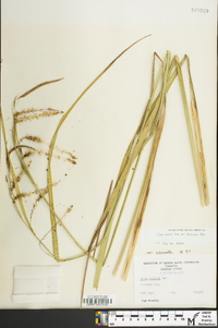 Carex crinita var. brevicrinis image