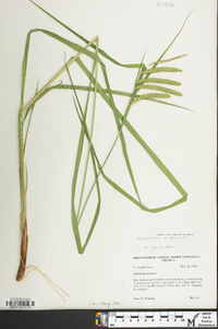 Carex crinita var. brevicrinis image