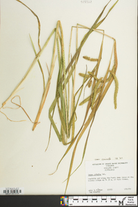 Carex crinita var. crinita image