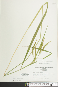 Carex crinita var. crinita image