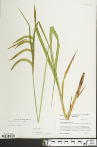 Carex crinita var. crinita image