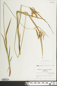 Carex crinita var. crinita image