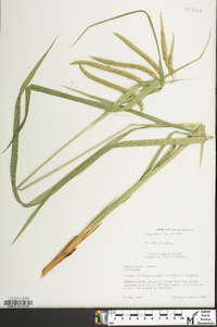 Carex crinita var. crinita image