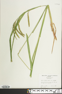 Carex crinita var. crinita image