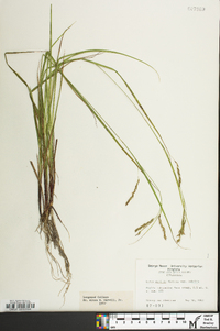 Carex debilis var. debilis image