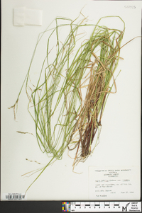 Carex debilis var. debilis image