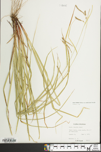 Carex debilis var. intercursa image