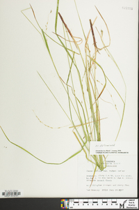 Carex flexuosa image