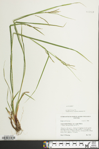 Carex flexuosa image