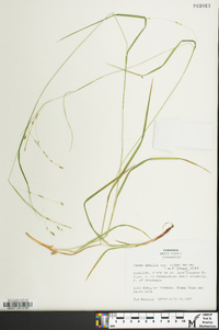 Carex flexuosa image