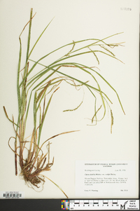 Carex flexuosa image