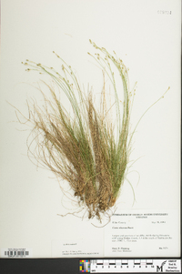 Carex eburnea image