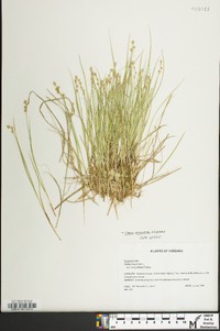 Carex echinata image