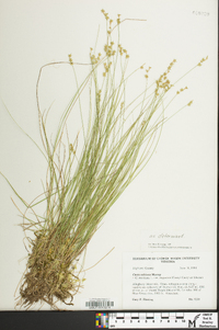 Carex echinata image