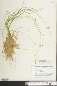 Carex echinata image