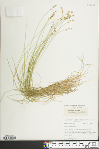 Carex echinata image