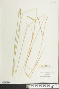 Carex festucacea image