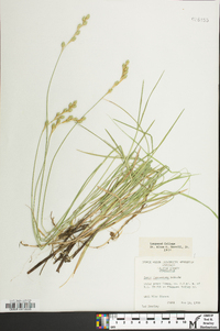 Carex festucacea image