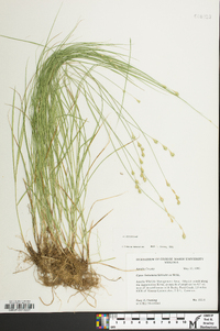 Carex festucacea image